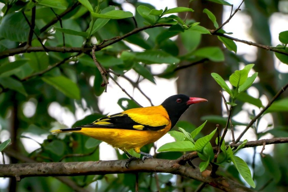 rare birds in chitwan national park
