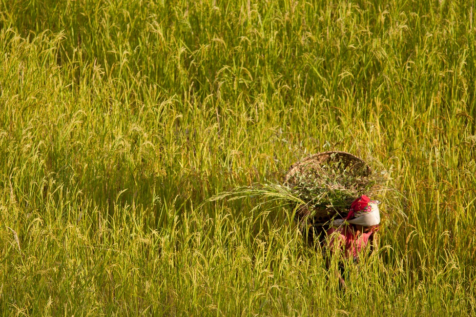 local in the rice field