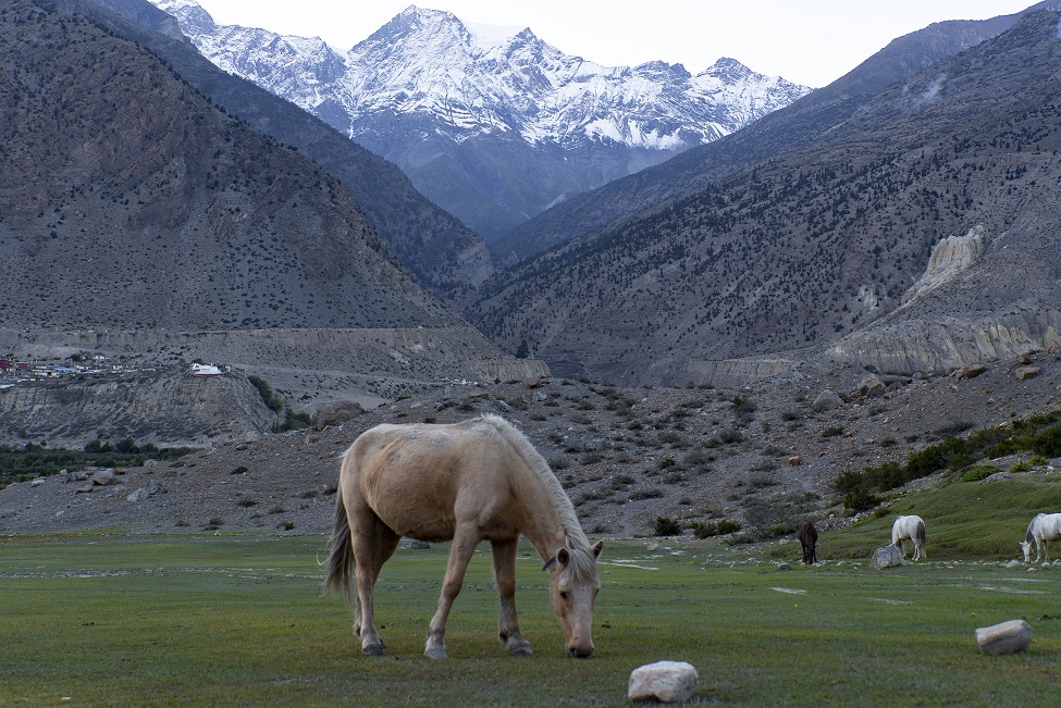 horse in the mountain meadow